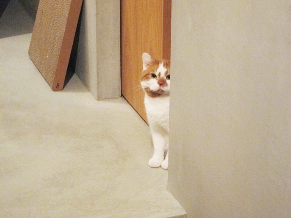 【WEBメディア「TOKOSIE（アイスム×マガジンハウス）」にスマサガ不動産のリノベーション事例が掲載】渋谷区井上+外山+どんこ邸